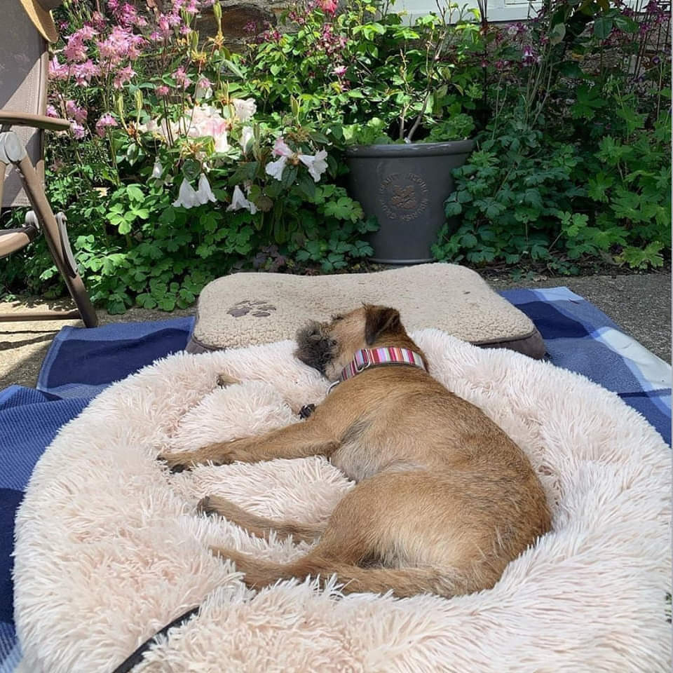 Resting Cloud Dog Bed