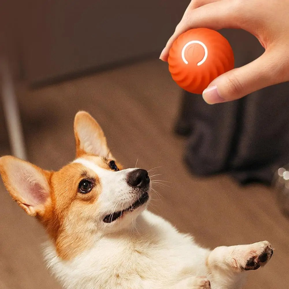 PawMotion Interactive Dog Toy